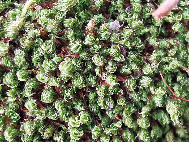 Bryum_capillare_1c.jpg