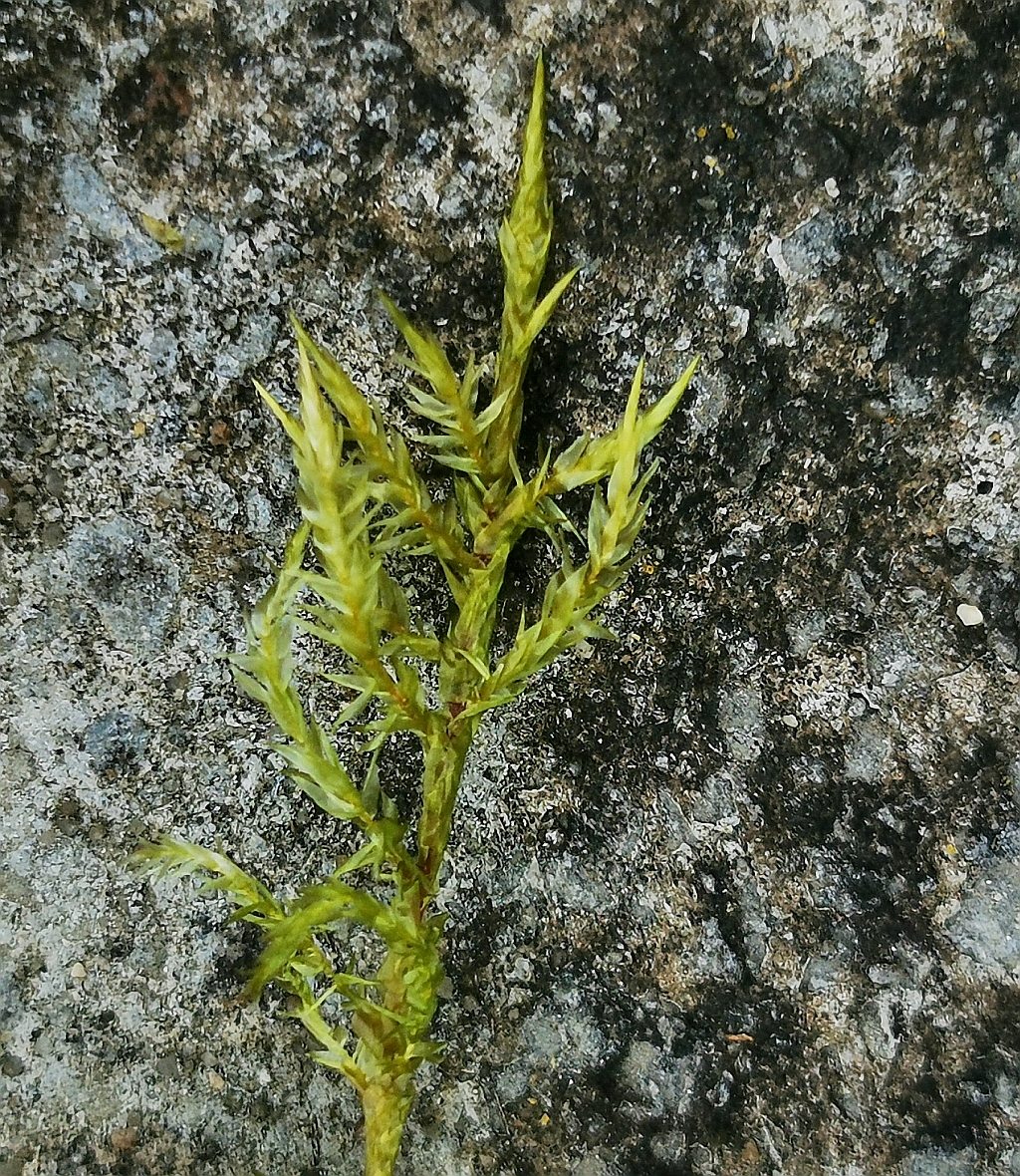 Calliergonella_cuspidada_1e.jpg
