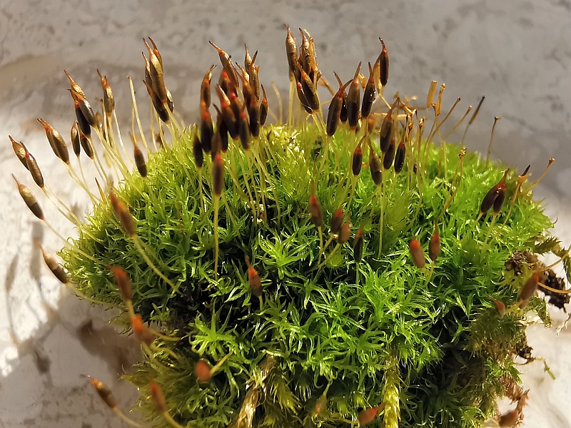 Dicranoweisia_cirrata_1a.jpg
