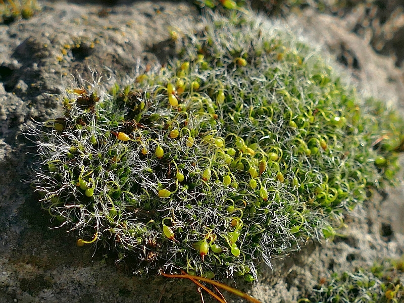 Grimmia_pulvinata_3b.jpg