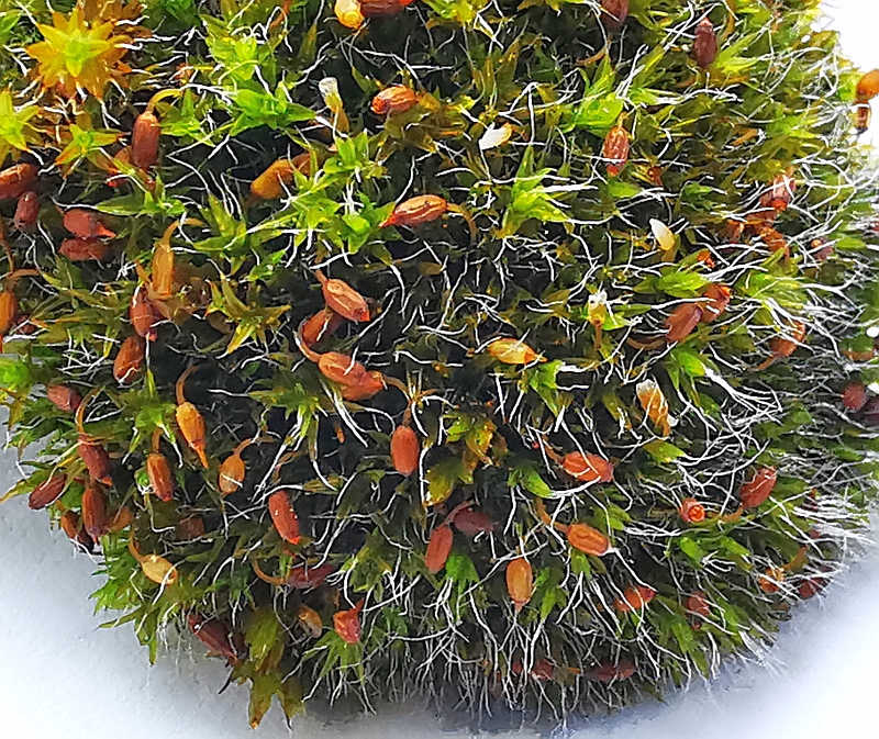 Grimmia_pulvinata_3g.jpg