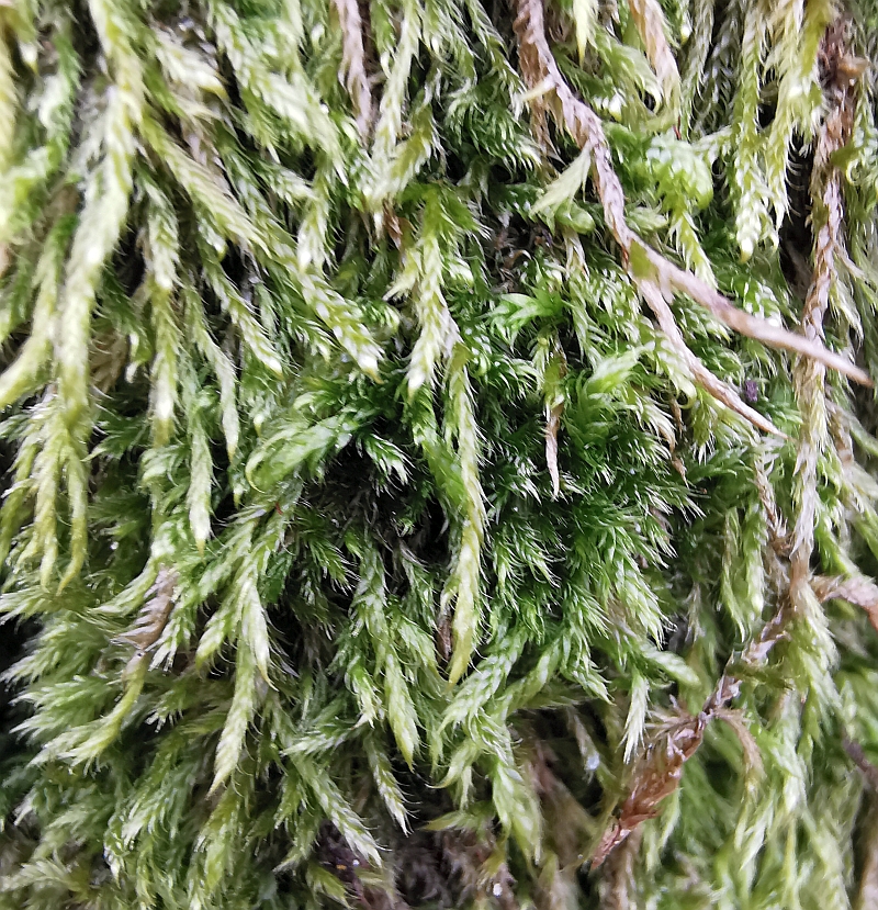 Hypnum_cupressiforme_2b.jpg