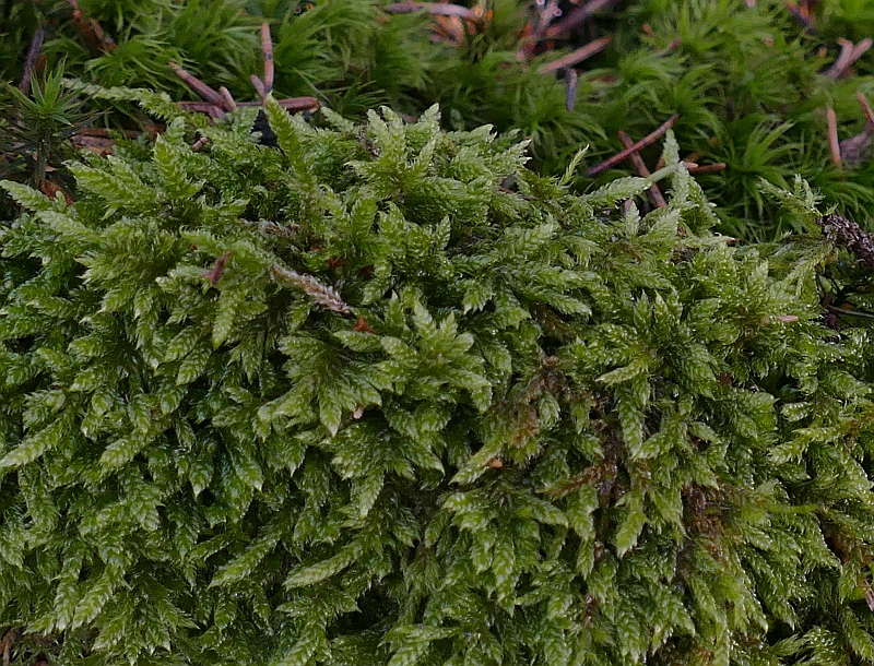 Hypnum_cupressiforme_4.JPG