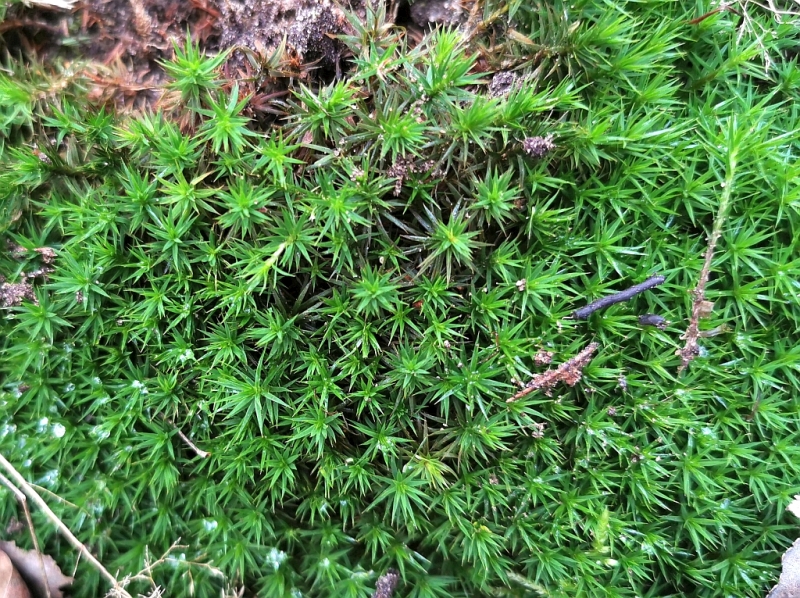 Polytrichum_formosum_1c.jpg
