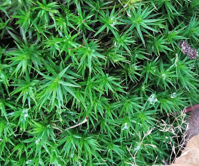 Polytrichum_formosum_1d.jpg