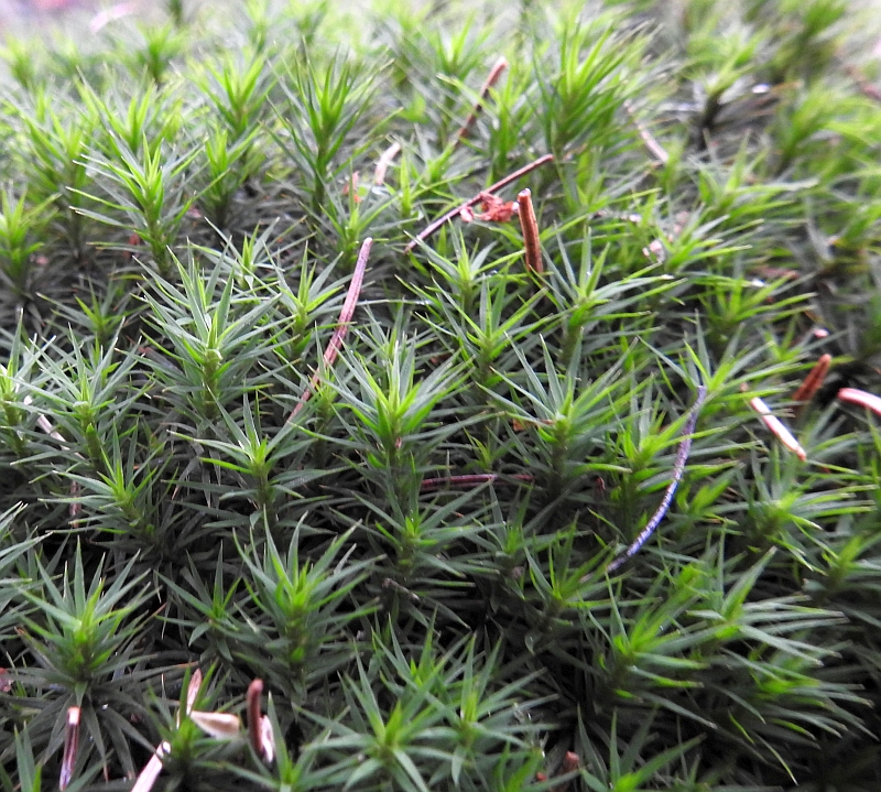 Polytrichum_formosum_1e.jpg