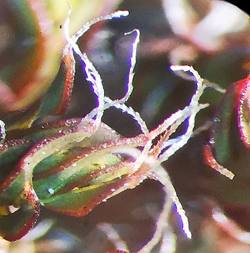 Syntrichia_ruralis_1f.jpg