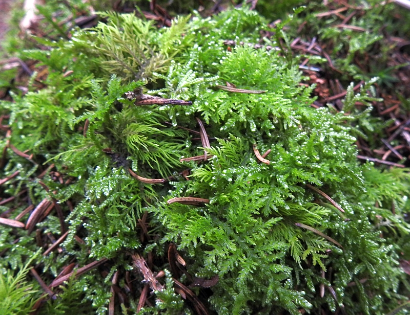Thuidium_tamariscinum_1a.jpg