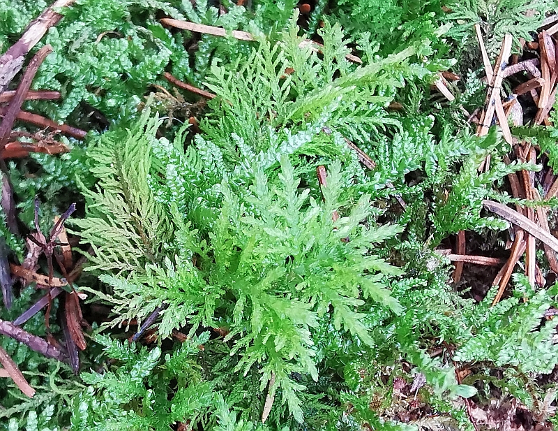 Thuidium_tamariscinum_1b.jpg