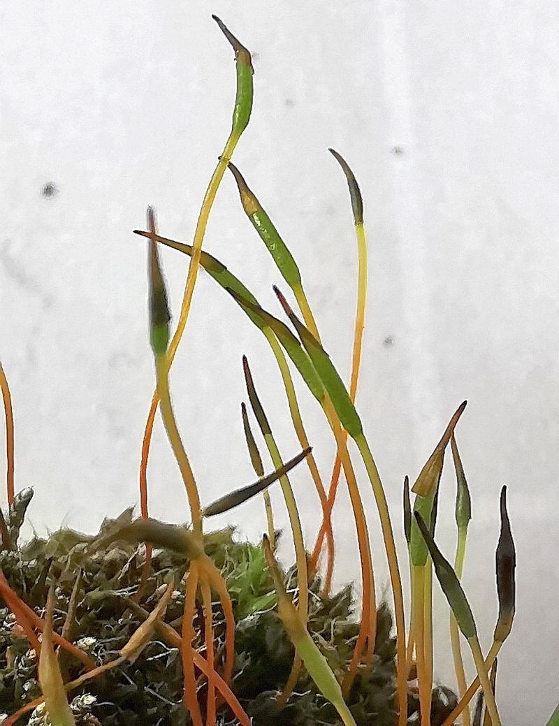 Tortula_muralis_1b.jpg