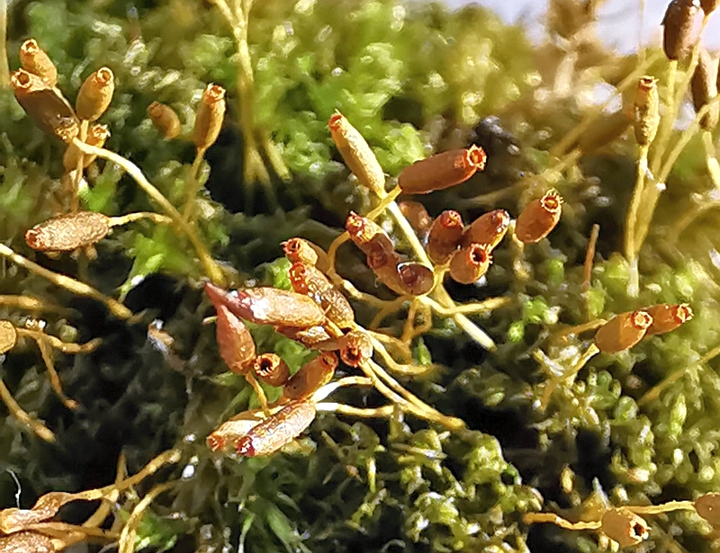 Tortula_muralis_1f.jpg
